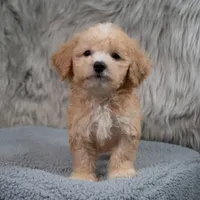 Archie  Micro-Mini, a male Miniature Goldendoodle for sale in Donna, TX – 3 of 7