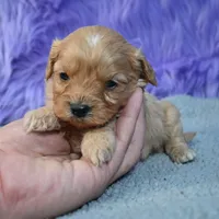 Rusty, a male Cavapoo for sale in Donna, TX – 7 of 10