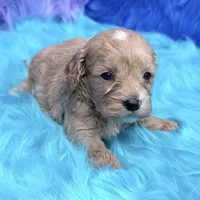 Scout , a male Cavapoo for sale in Donna, TX – 8 of 8
