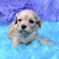 Hazel , a female Cavapoo for sale in Donna, TX – 5 of 8