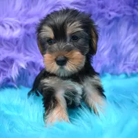 Jen , a female Yorkshire Terrier for sale in Donna, TX – 4 of 10