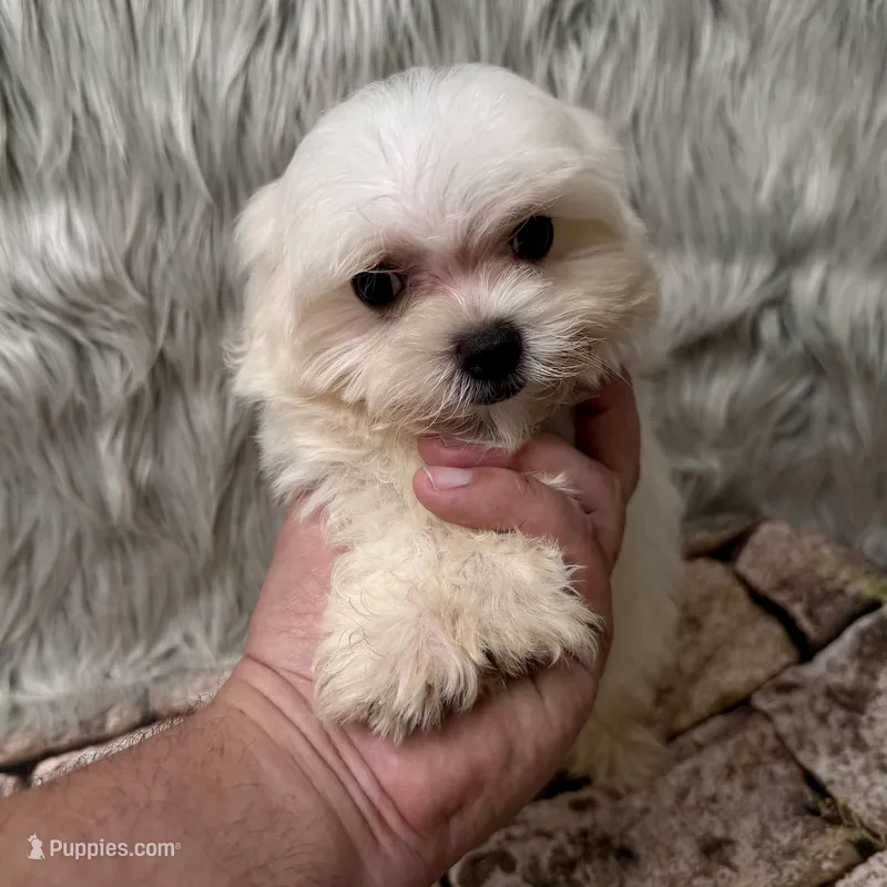 Ace – Maltipoo puppy for sale in Donna, TX