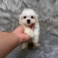 Ace, a male Maltipoo for sale in Donna, TX – Photo 9 of 10