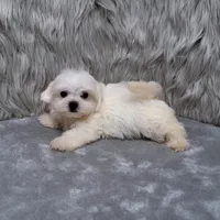 Ace, a male Maltipoo for sale in Donna, TX – Photo 6 of 10