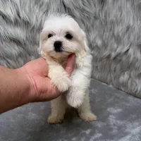Ace, a male Maltipoo for sale in Donna, TX – Photo 10 of 10