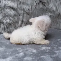 Ace, a male Maltipoo for sale in Donna, TX – Photo 5 of 10