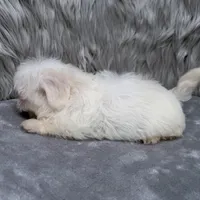 Ace, a male Maltipoo for sale in Donna, TX – Photo 4 of 10