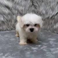 Ace, a male Maltipoo for sale in Donna, TX – Photo 7 of 10