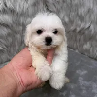 Ace, a male Maltipoo for sale in Donna, TX – Photo 3 of 10