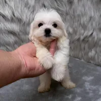 Ace, a male Maltipoo for sale in Donna, TX – Photo 1 of 10