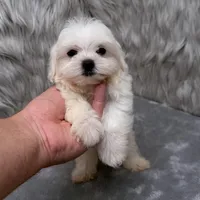 Ace, a male Maltipoo for sale in Donna, TX – Photo 2 of 10