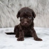 Buddy , a male Poodle - Miniature  for sale in Donna, TX – 4 of 6