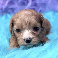 Stella , a female Cavapoo for sale in Donna, TX – 4 of 10