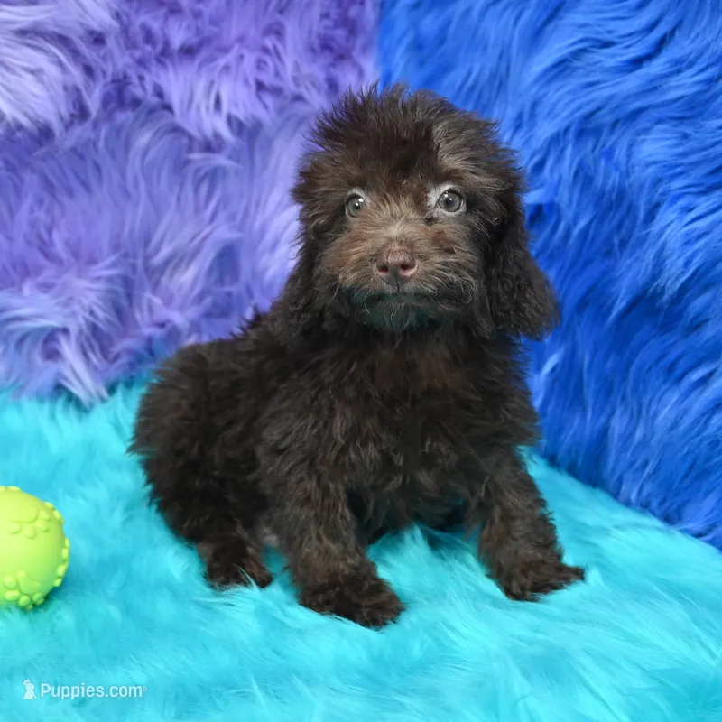 Buddy  – Poodle - Miniature  puppy for sale in Donna, TX