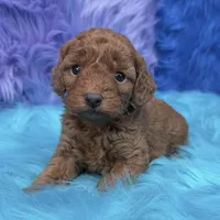 karina, a female Poodle - Miniature  for sale in Donna, TX – 7 of 10