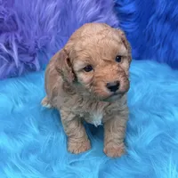 Jasper , a male Poodle - Miniature  for sale in Donna, TX – 8 of 10