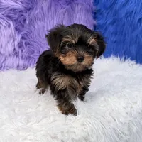 Jax, a male Yorkshire Terrier for sale in Donna, TX – 4 of 10