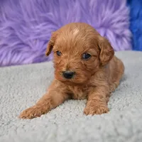 Apollo, a male Cavapoo for sale in Donna, TX – 7 of 10