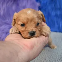 Rusty, a male Cavapoo for sale in Donna, TX – 2 of 10