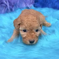 Harper , a female Poodle - Miniature  for sale in Donna, TX – 2 of 10