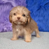 Baxter , a male Shihpoo for sale in Donna, TX – 2 of 10