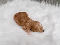 Archie , a male Miniature Goldendoodle for sale in Donna, TX – Photo 4 of 8