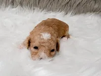 Archie , a male Miniature Goldendoodle for sale in Donna, TX – Photo 5 of 8