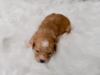 Archie , a male Miniature Goldendoodle for sale in Donna, TX – Photo 7 of 8