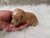 Archie , a male Miniature Goldendoodle for sale in Donna, TX – Photo 3 of 8