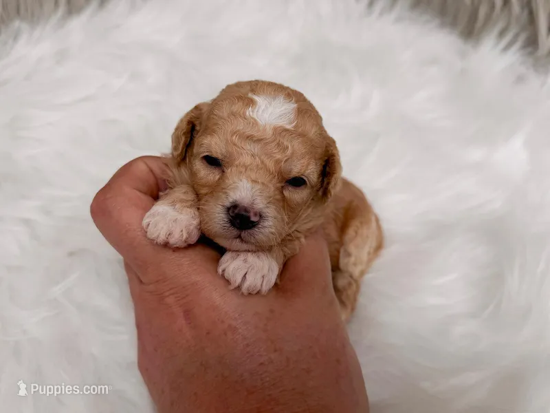 Archie  – Miniature Goldendoodle puppy for sale in Donna, TX