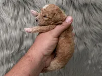 Archie , a male Miniature Goldendoodle for sale in Donna, TX – Photo 8 of 8