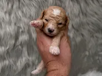 Archie , a male Miniature Goldendoodle for sale in Donna, TX – Photo 2 of 8