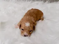 Archie , a male Miniature Goldendoodle for sale in Donna, TX – Photo 6 of 8