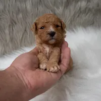 Bentley , a male Miniature Goldendoodle for sale in Donna, TX – Photo 2 of 10