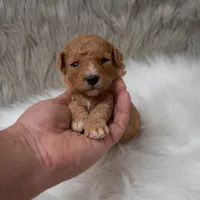 Bentley , a male Miniature Goldendoodle for sale in Donna, TX – Photo 1 of 10