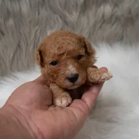Bentley , a male Miniature Goldendoodle for sale in Donna, TX – Photo 5 of 10