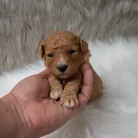 Bentley , a male Miniature Goldendoodle for sale in Donna, TX – Photo 10 of 10