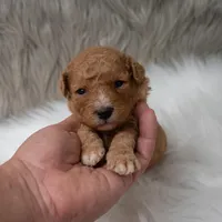 Bentley , a male Miniature Goldendoodle for sale in Donna, TX – Photo 9 of 10