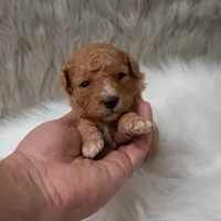 Bentley , a male Miniature Goldendoodle for sale in Donna, TX – Photo 7 of 10