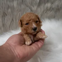 Bentley , a male Miniature Goldendoodle for sale in Donna, TX – Photo 6 of 10
