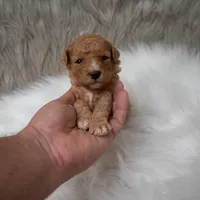 Bentley , a male Miniature Goldendoodle for sale in Donna, TX – Photo 3 of 10