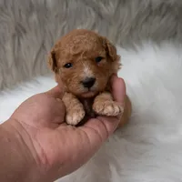 Bentley , a male Miniature Goldendoodle for sale in Donna, TX – Photo 8 of 10