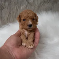 Bentley , a male Miniature Goldendoodle for sale in Donna, TX – Photo 4 of 10