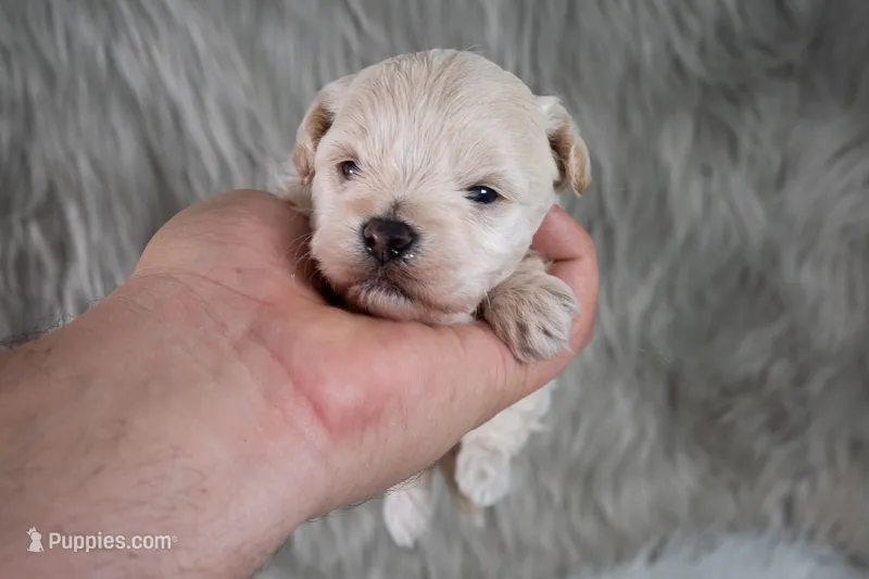 Mike  – Maltipoo puppy for sale in Donna, TX