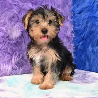 Cooper, a male Yorkshire Terrier for sale in Donna, TX – 2 of 10