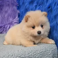 Remy, a male Pomeranian for sale in Donna, TX – 6 of 10