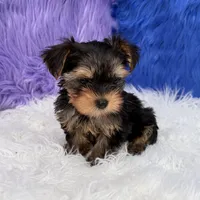 Angel - 7 day return guarantees, a female Yorkshire Terrier for sale in Donna, TX – 10 of 10