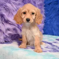 Annie , a female Cockapoo for sale in Donna, TX – 4 of 10