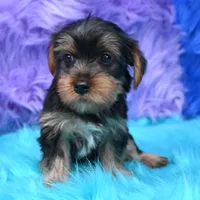 Izzy , a female Yorkshire Terrier for sale in Donna, TX – 2 of 9