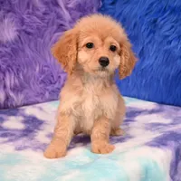Perla , a female Cockapoo for sale in Donna, TX – 5 of 10